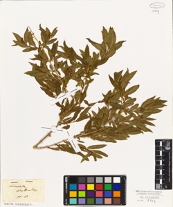 Fontanesia phillyraeoides