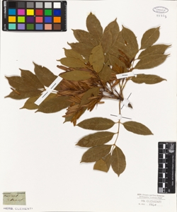 Fraxinus ornus