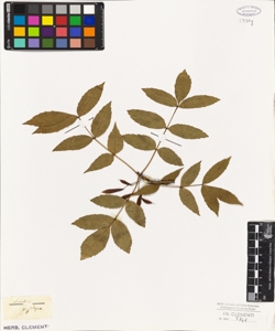 Fraxinus oxycarpa