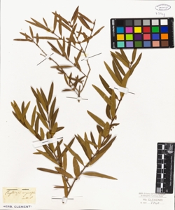 Phillyrea angustifolia