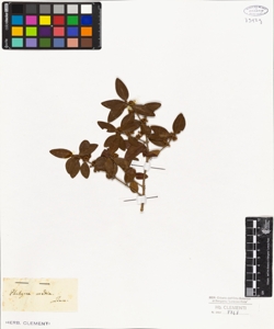 Phillyrea media Linn.