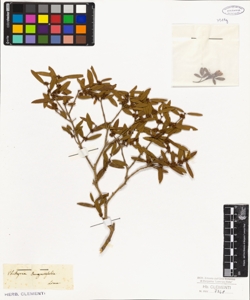 Phillyrea angustifolia Linn.