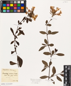 Plumbago coerulea Humb.?