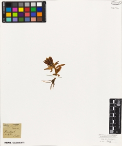 Gentiana frigida Haenke