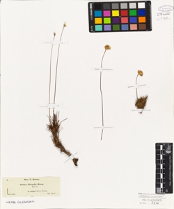 Statice filicaulis Boiss.