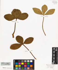 Menyanthes trifoliata