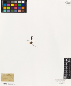 Gentiana brachyphylla Vill.