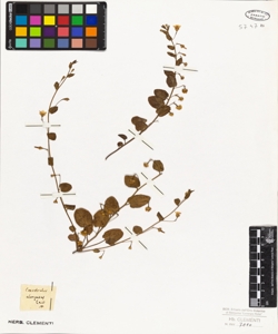 Convolvulus elongatus?