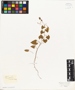 Convolvulus montevidensis