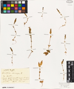 Gentiana utriculosa L.