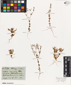 Erythraea intermedia Pollin.