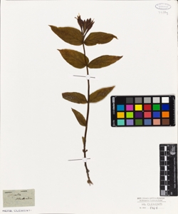 Spigelia marilandica