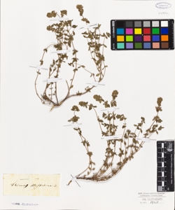 Thymus mastichina L.