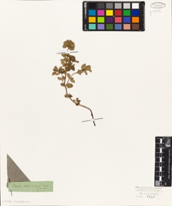 Thymus nummularius Bieb.