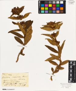 Gentiana cruciata Bav.C.?