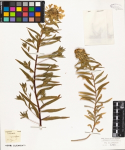 Collomia grandiflora