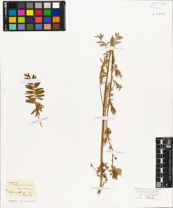 Polemonium caeruleum