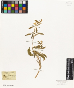 Caldasia heterophylla