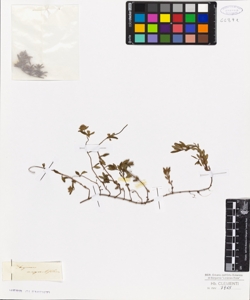 Thymus angustifolium