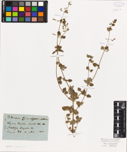 Thymus nepeta