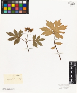 Hydrophyllum canadense