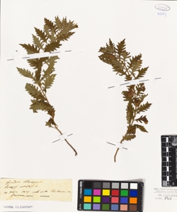 Lycopus europaeus L.