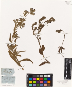 Anchusa angustifolia