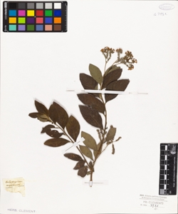 Heliotropium corymbosum