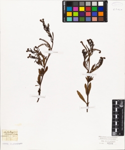 Heliotropium curassavicum