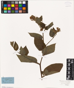 Symphytum asperrimum M.