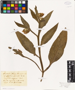 Symphytum officinale L.W.