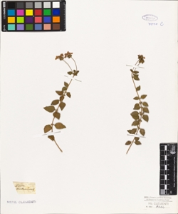 Lippia montevidensis