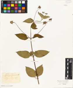 Lippia purpurea