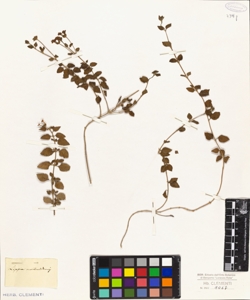 Lippia montevidensis