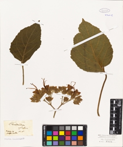 Clerodendron viscosum
