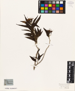 Clerodendron ligustrinum ?