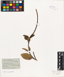 Stachytarpheta dichotoma Vahl.