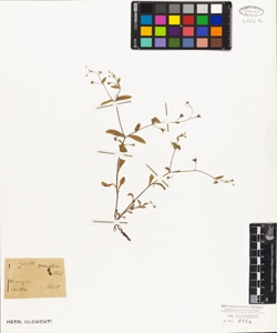 Myosotis sparsiflora