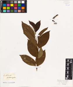 Citharexylum quadrangulare