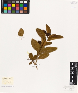 Citharexylum subserratum