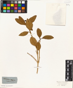 Citharexylum subserratum