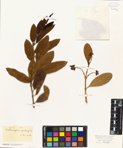 Citharexylum quadrangulare