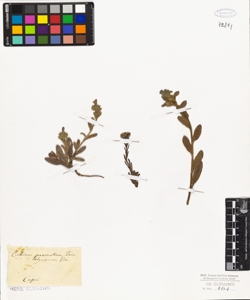 Echium prostratum Ten.