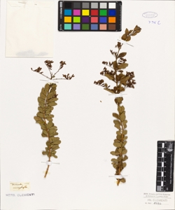 Duranta microphylla
