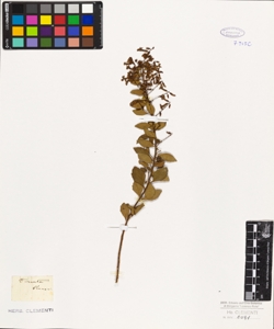 Duranta plumieri