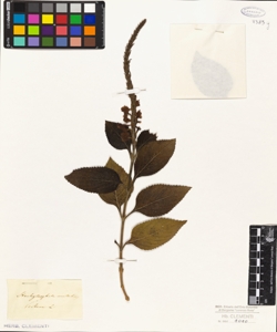 Stachytarpheta mutabilis