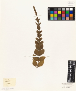 Verbena stricta Vent.