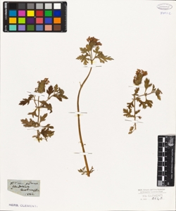 Glandularia carolinensis