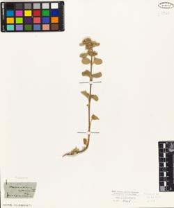 Marrubium astracanicum Jacq.