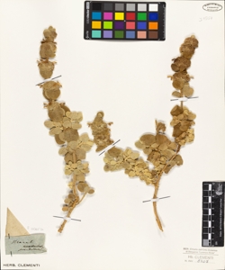 Marrubium pseudo-dictamnus